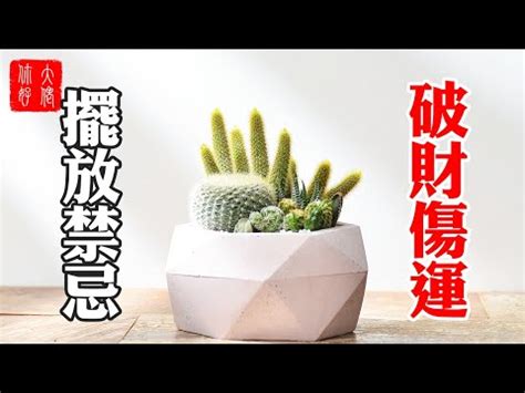 陽台種仙人掌|仙人掌和陽台的默契：你就是我的陽光 – 植物盆栽綠寶典